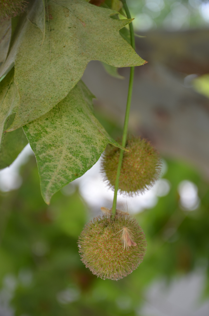 Hojas y frutos.