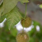 Hojas y frutos.