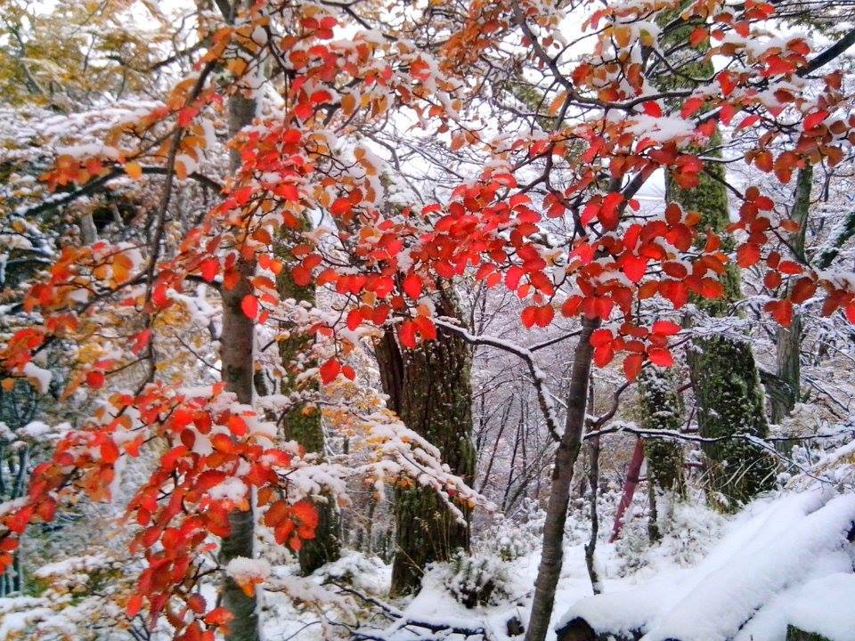 Hojitas coloradas