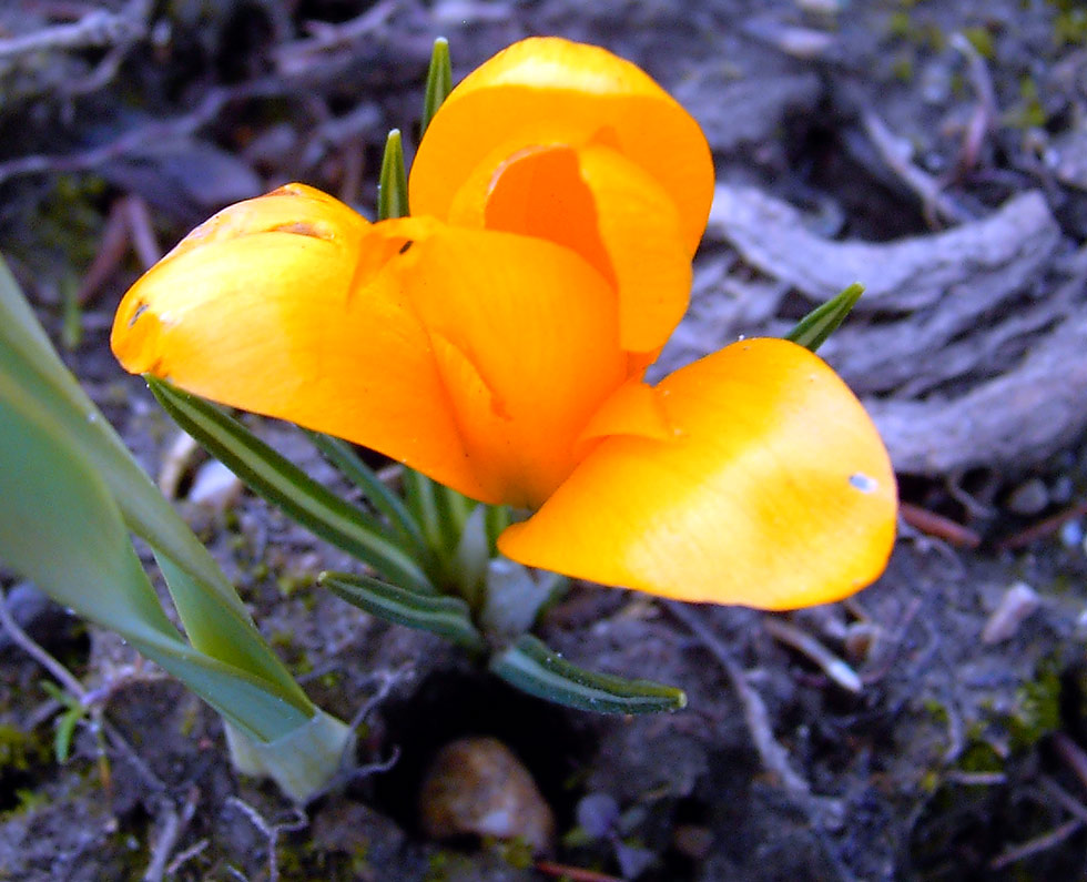 Hokus-Krokus-Fidibus