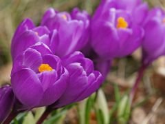 Hokus Pokus steckt der Krokus...