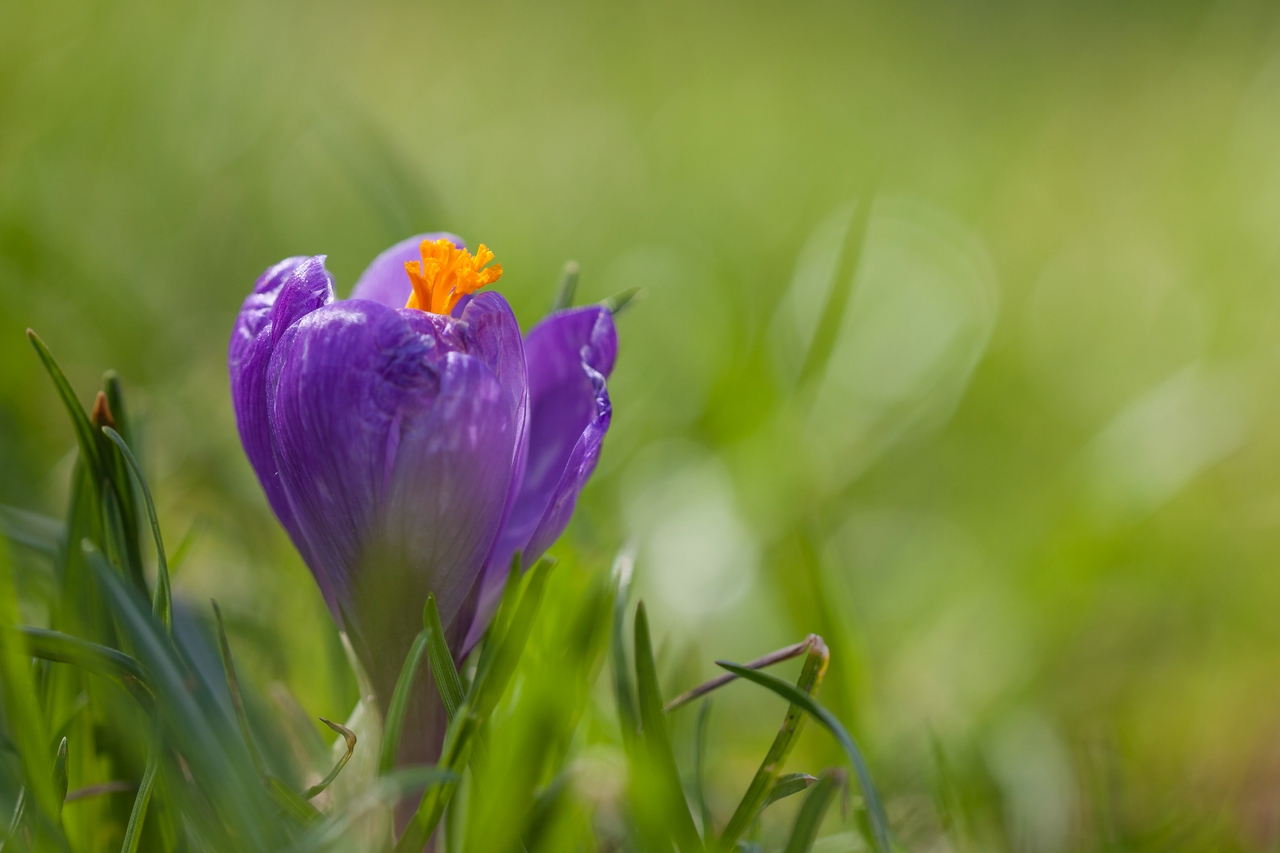 "Hokuspokus streckt der Krokus ......