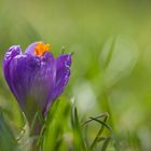 "Hokuspokus streckt der Krokus ......