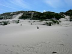 Hol das Stöckchen ! "Hundeurlaub".