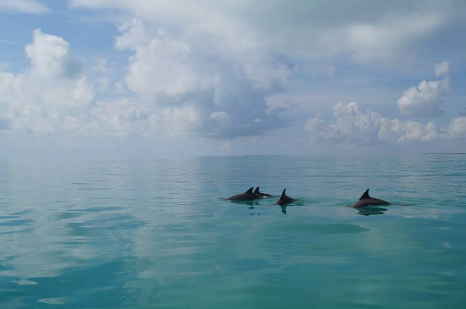 HolBox