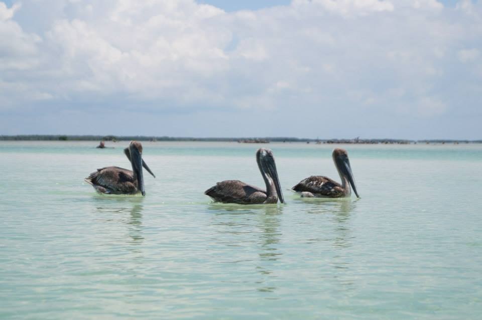 HolBox