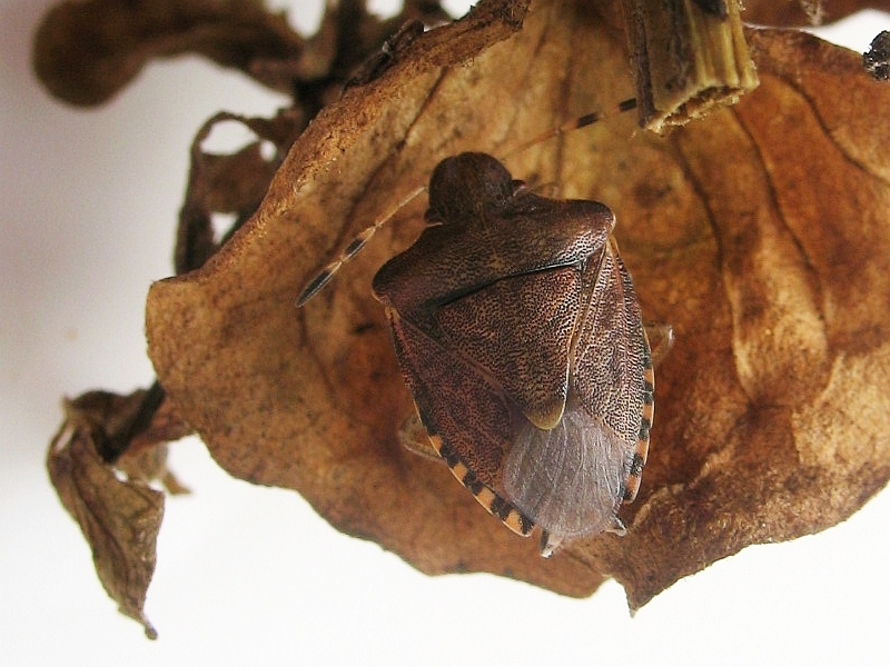 Holcostethus (Peribalus) vernalis