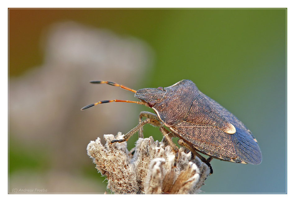 Holcostethus strictus vernalis