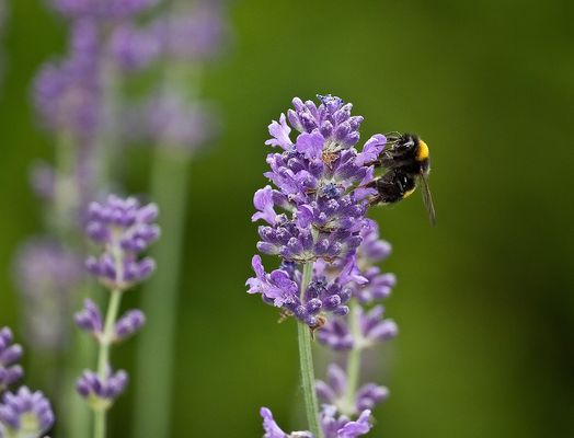 . . . - Holding - . . .