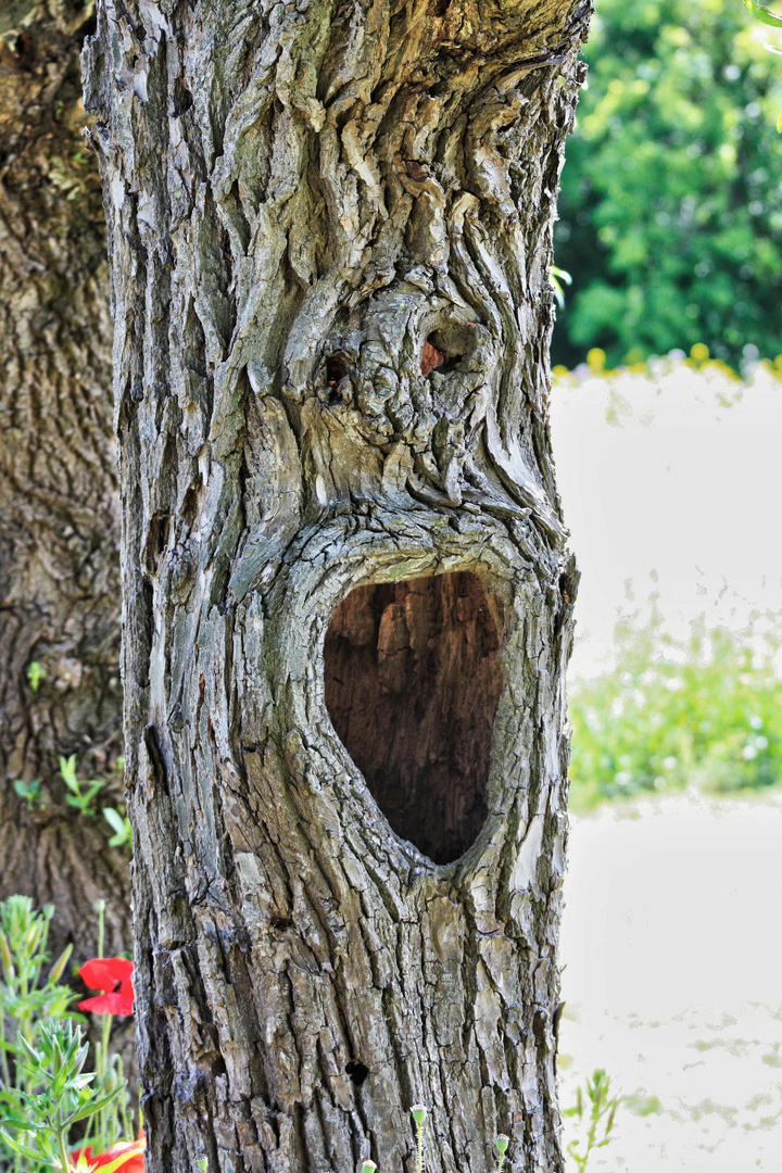 Hole in Tree