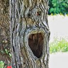 Hole in Tree