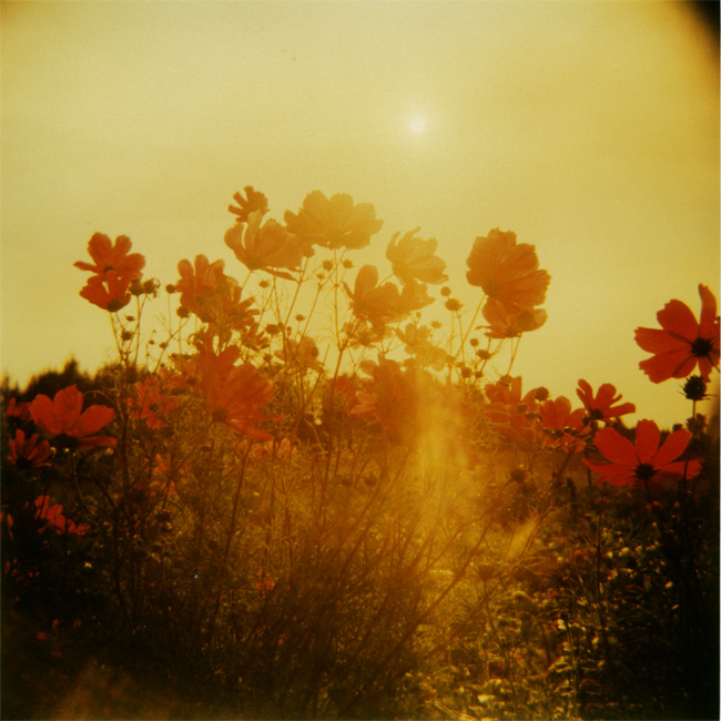 **Holga Blumen in rot**