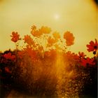 **Holga Blumen in rot**