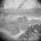 Holga XXI