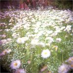 holga's welt...