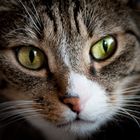 User Profile Photo