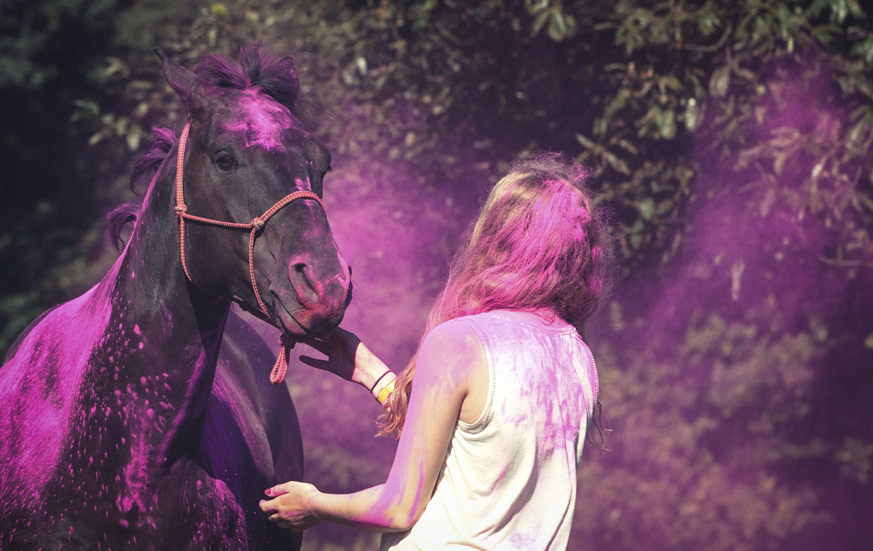 Holi Horses