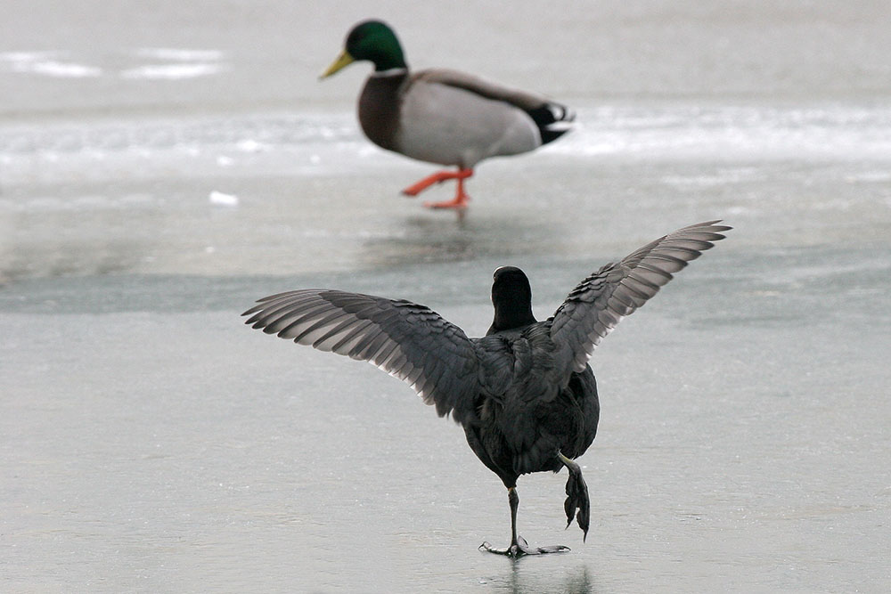 Holiday on Ice