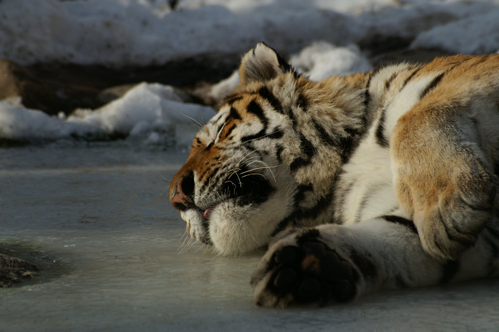 Holiday on Ice