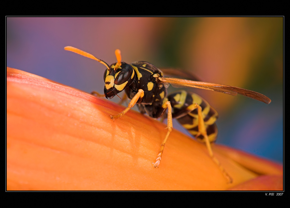 Holiday wasp