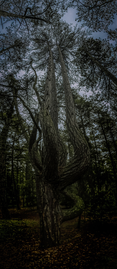 Holkham Pinewoods