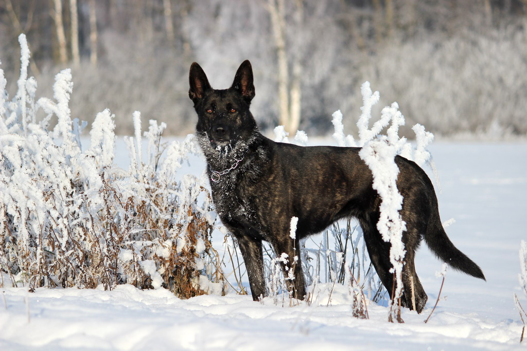 Holländer im Schnee