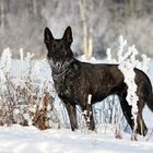 Holländer im Schnee