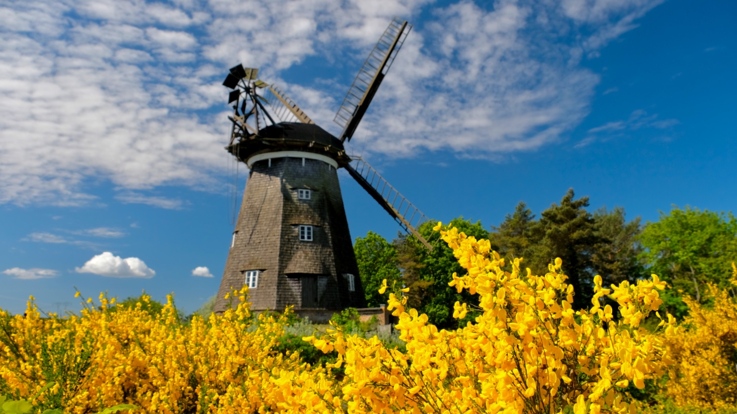 Holländermühle versinkt im gelben Ginstermeer