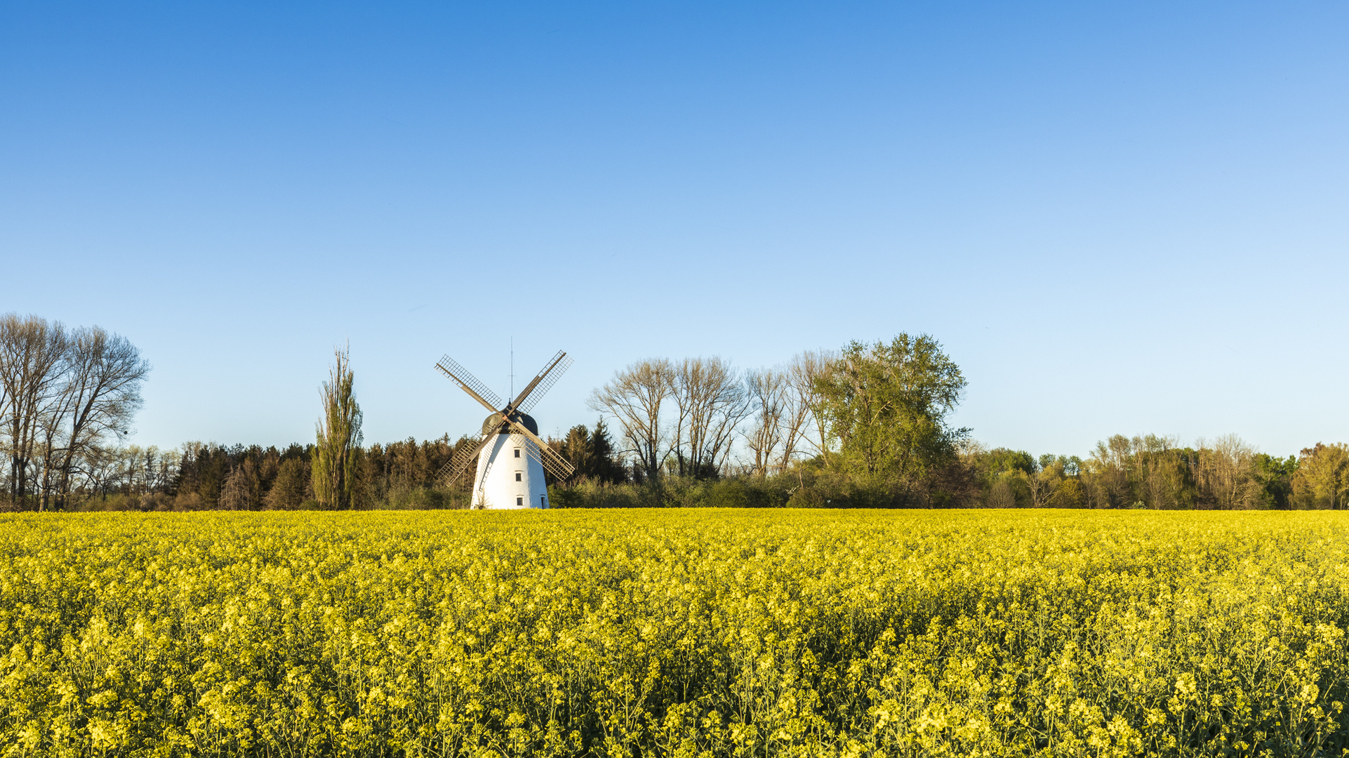 Holländermühle zur Rapsblüte