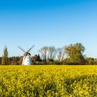 Holländermühle zur Rapsblüte