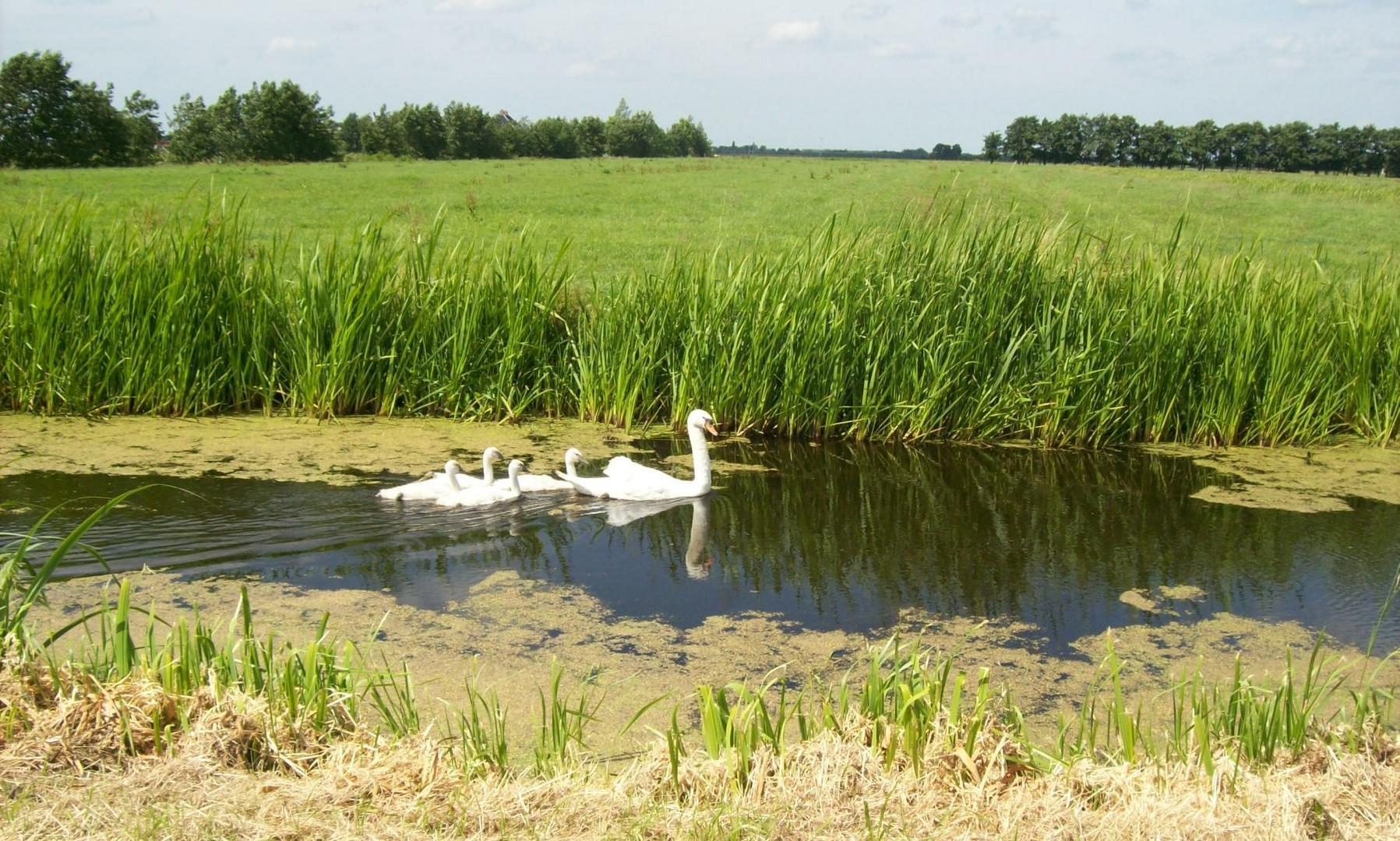 Holländische Familie der Schwäne