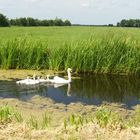 Holländische Familie der Schwäne