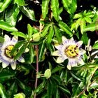 Holländische Hecke grüßt als Mittwochsblümchen