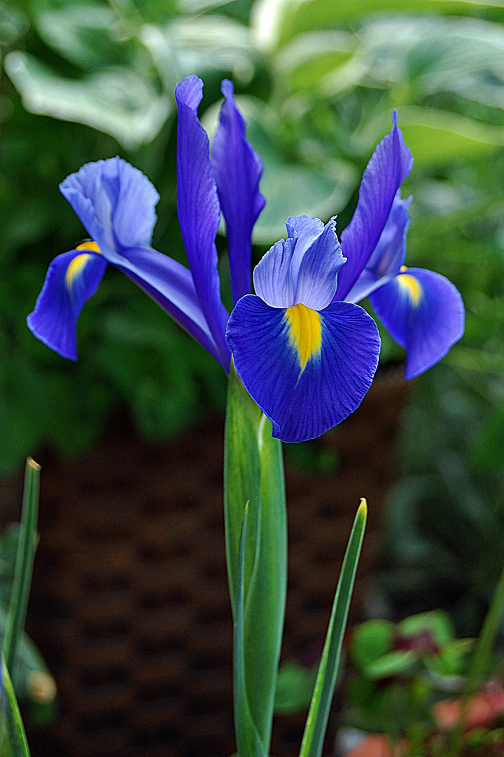 Holländische Iris Foto & Bild pflanzen, pilze & flechten, blüten