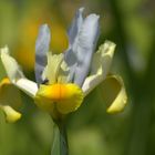 Holländische Iris