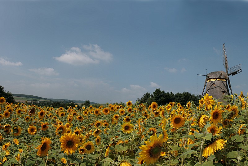 Holländische Landschaft in der Nähe von Frankfurt