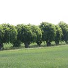 holländische linden-girlanden-allee schloß bothmer