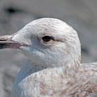 Holländische Möwe I ...