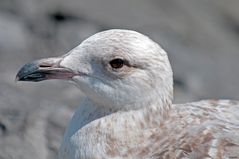 Holländische Möwe I ...