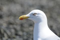 Holländische Möwe II ...