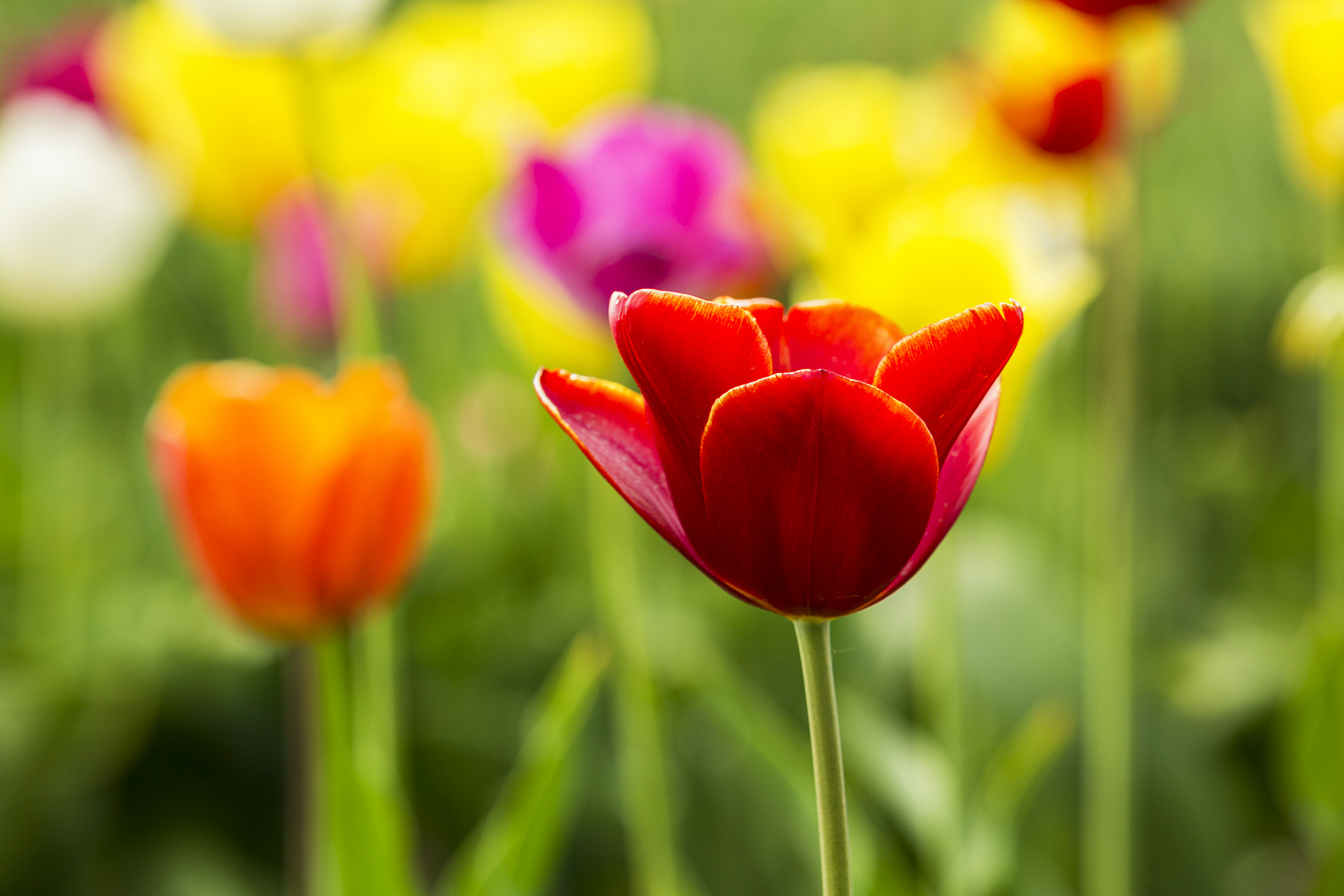 Holländische Tulpen