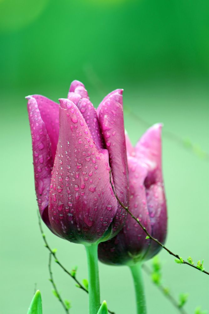 Holländische Tulpen von Anne-So 