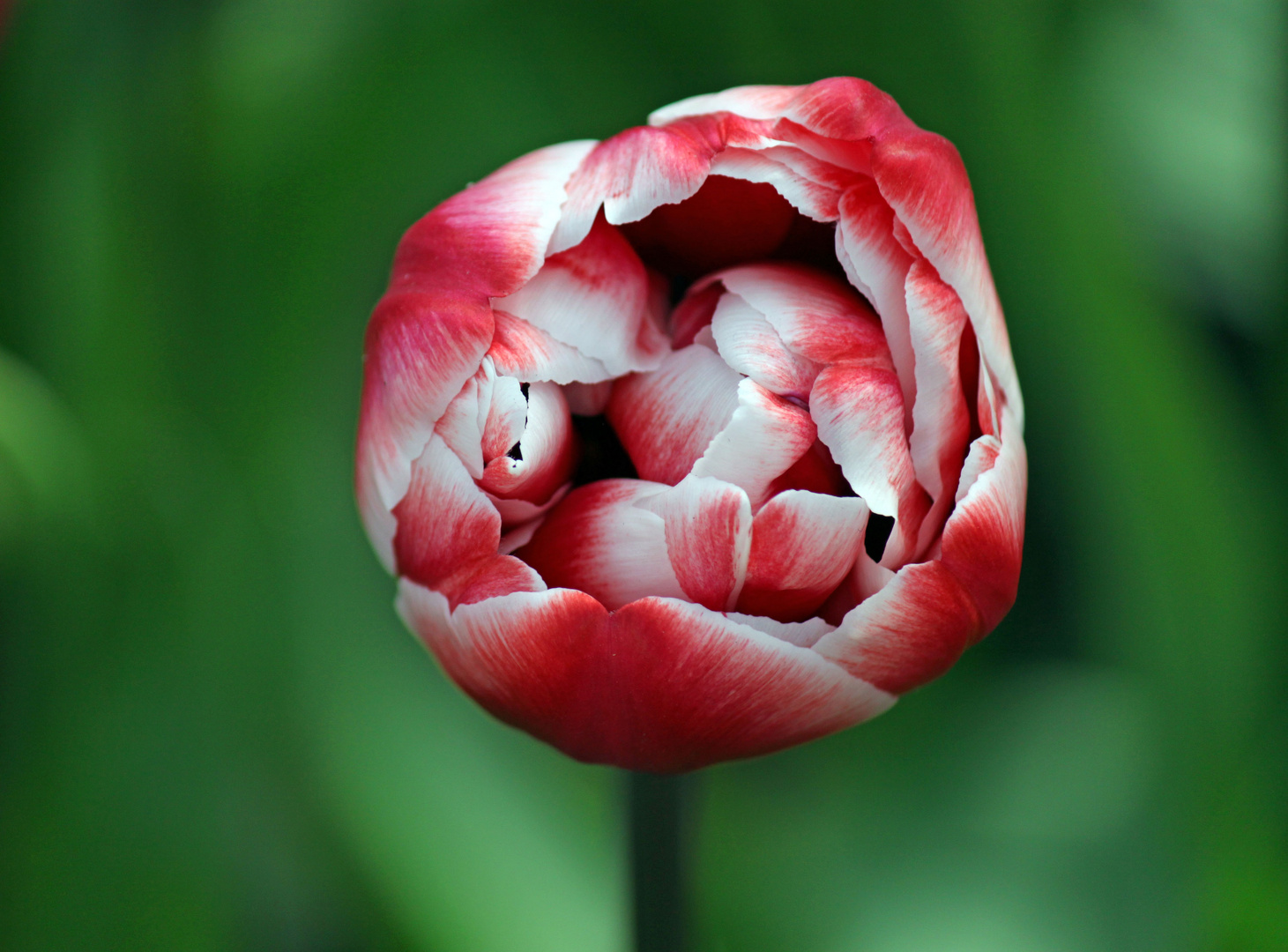 Holländische Tulpen