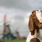 holländische Ziegen sind irgendwie anders