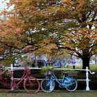 holländischer Herbst