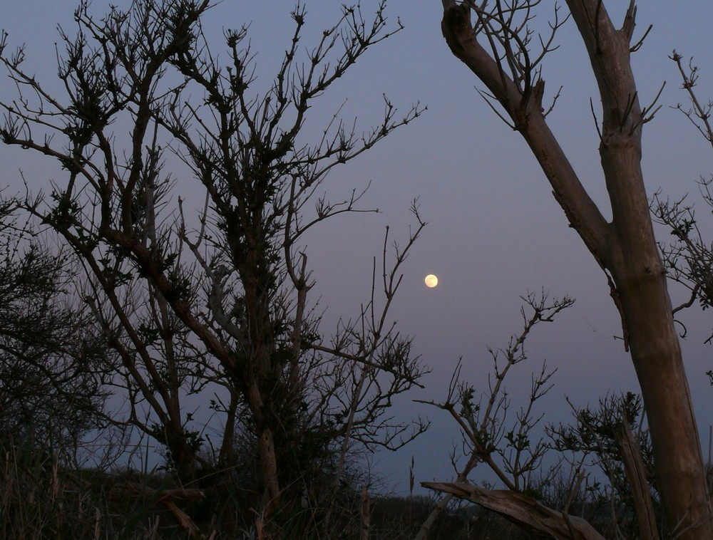 Holländischer Mond