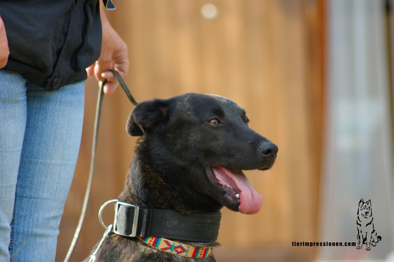 Holländischer Schäferhund