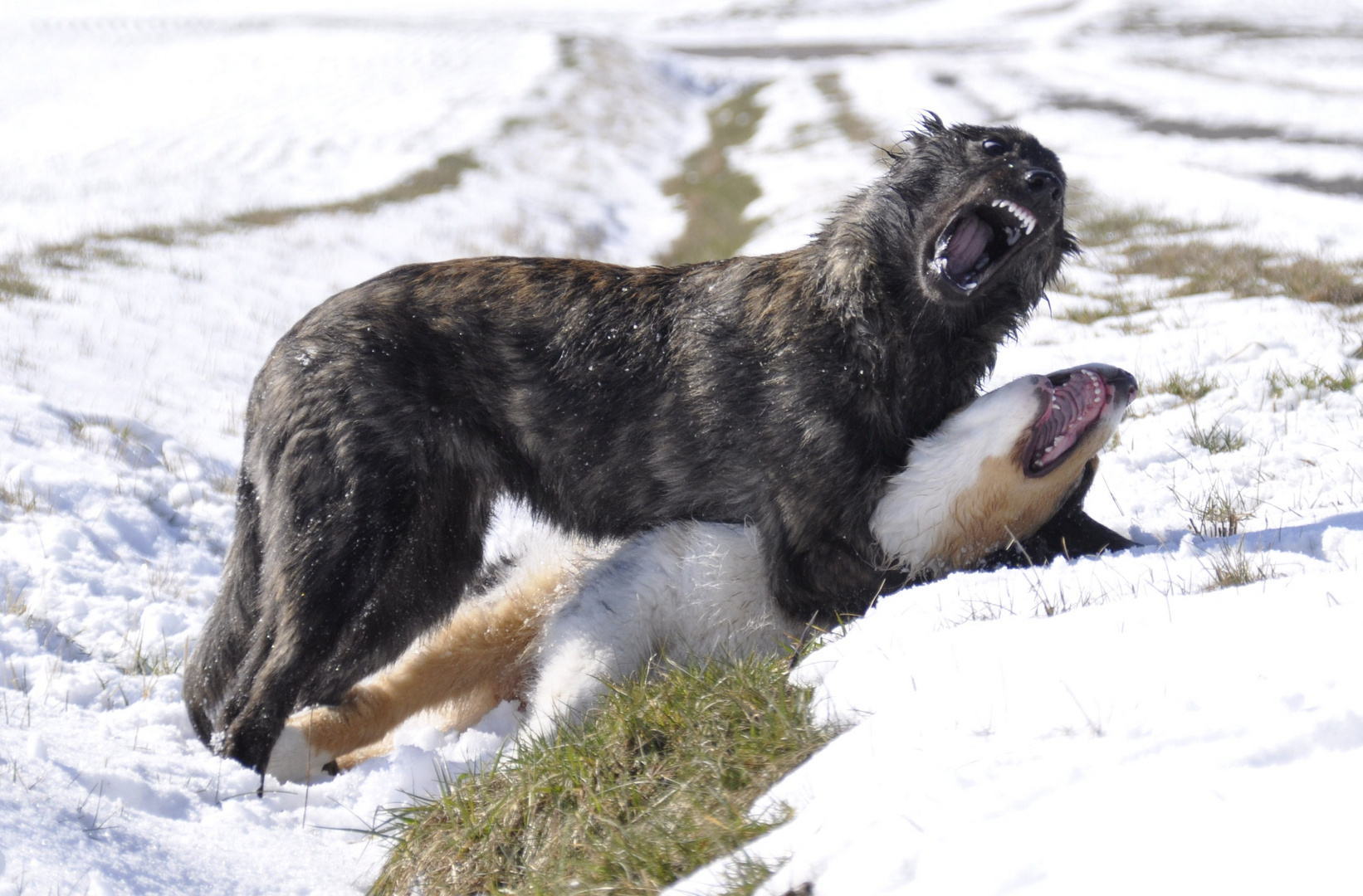 Holländischer Schäferhund & Australian Shepherd Welpen