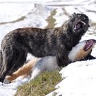 Holländischer Schäferhund & Australian Shepherd Welpen