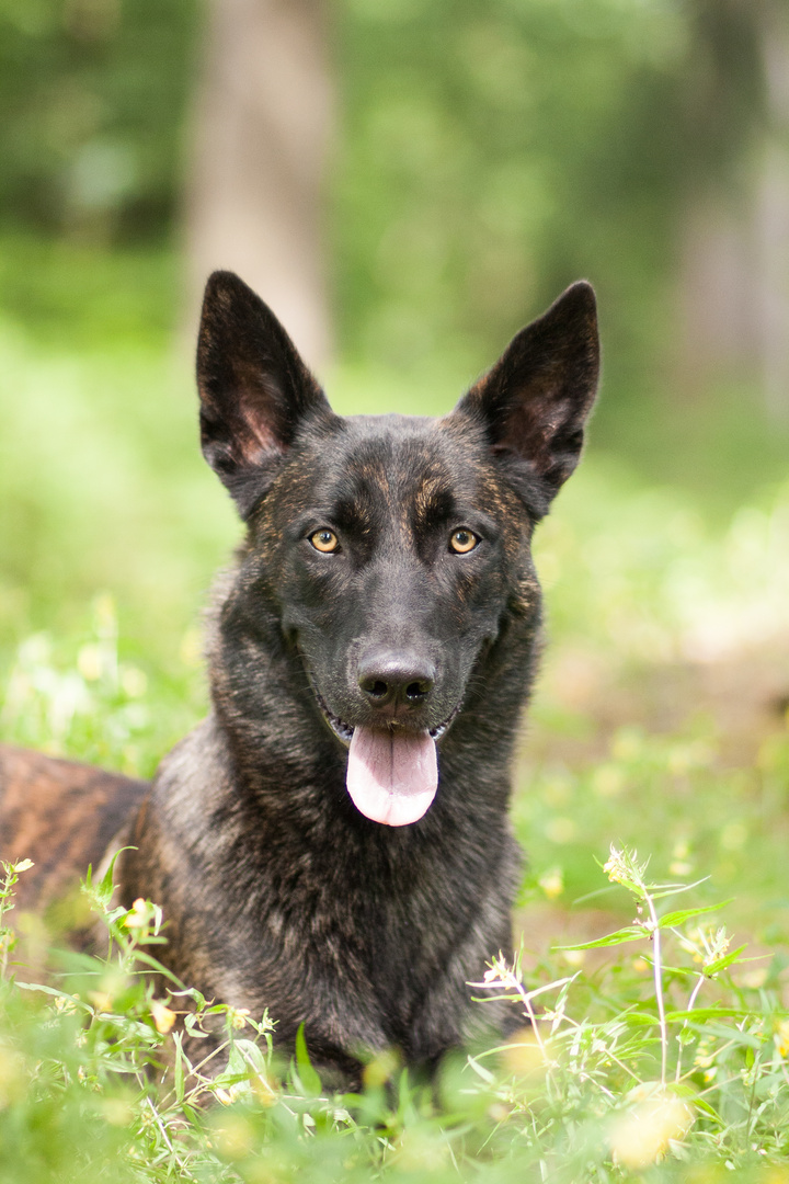 Holländischer Schäferhund